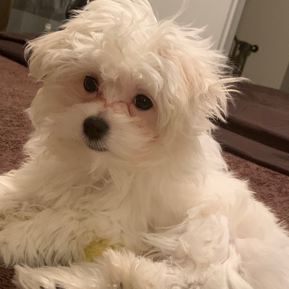 Meet your Posher, Jl